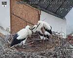 Capi_Dubne_20250708_081003.jpg