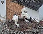 Capi_Dubne_20250708_083003.jpg