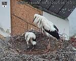 Capi_Dubne_20250708_083503.jpg