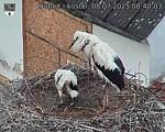 Capi_Dubne_20250708_084003.jpg