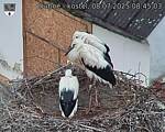 Capi_Dubne_20250708_084503.jpg