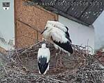 Capi_Dubne_20250708_085003.jpg