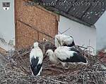 Capi_Dubne_20250708_090003.jpg