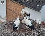 Capi_Dubne_20250708_090503.jpg