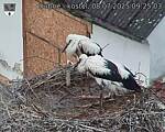 Capi_Dubne_20250708_092503.jpg