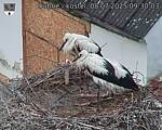Capi_Dubne_20250708_093003.jpg