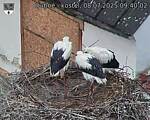 Capi_Dubne_20250708_094002.jpg