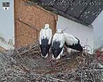 Capi_Dubne_20250708_094504.jpg