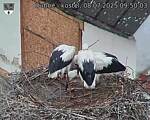 Capi_Dubne_20250708_095003.jpg