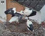 Capi_Dubne_20250708_100002.jpg