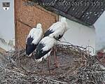 Capi_Dubne_20250708_101503.jpg