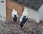Capi_Dubne_20250708_102502.jpg