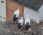 Capi_Dubne_20250708_103004.jpg