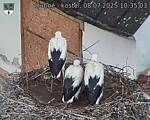 Capi_Dubne_20250708_103503.jpg