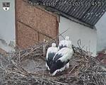 Capi_Dubne_20250708_104503.jpg