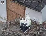 Capi_Dubne_20250708_105002.jpg