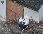 Capi_Dubne_20250708_105502.jpg