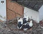 Capi_Dubne_20250708_110004.jpg