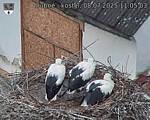 Capi_Dubne_20250708_110503.jpg