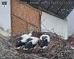 Capi_Dubne_20250708_111502.jpg