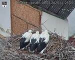 Capi_Dubne_20250708_112503.jpg