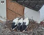 Capi_Dubne_20250708_113503.jpg