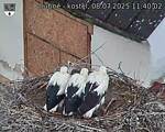 Capi_Dubne_20250708_114002.jpg