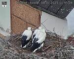Capi_Dubne_20250708_114504.jpg