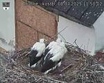 Capi_Dubne_20250708_115002.jpg