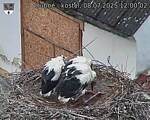 Capi_Dubne_20250708_120002.jpg