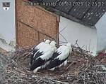 Capi_Dubne_20250708_122502.jpg