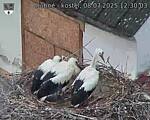 Capi_Dubne_20250708_123003.jpg