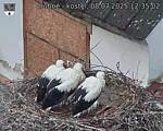 Capi_Dubne_20250708_123502.jpg