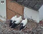 Capi_Dubne_20250708_124003.jpg