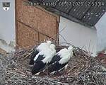 Capi_Dubne_20250708_125004.jpg