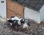 Capi_Dubne_20250708_125502.jpg