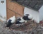 Capi_Dubne_20250708_130003.jpg