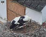 Capi_Dubne_20250708_130503.jpg