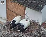 Capi_Dubne_20250708_131004.jpg