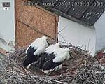 Capi_Dubne_20250708_131503.jpg