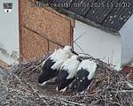 Capi_Dubne_20250708_132002.jpg