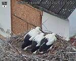 Capi_Dubne_20250708_133002.jpg