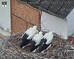 Capi_Dubne_20250708_133503.jpg