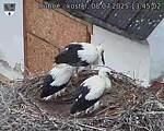 Capi_Dubne_20250708_134502.jpg