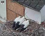 Capi_Dubne_20250708_135502.jpg