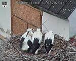 Capi_Dubne_20250708_140003.jpg