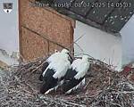 Capi_Dubne_20250708_140503.jpg