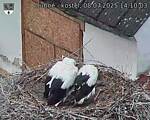 Capi_Dubne_20250708_141003.jpg
