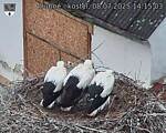 Capi_Dubne_20250708_141503.jpg