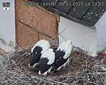 Capi_Dubne_20250708_142002.jpg